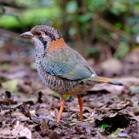 Scaly Ground-Roller